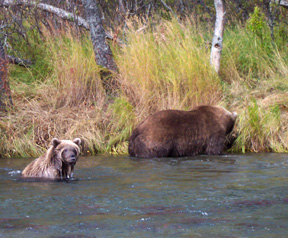 the bears.jpg